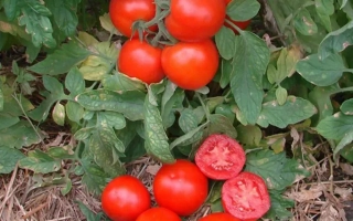 Спелые красные томаты УВАЛЕНЬ на кусте с разрезанным плодом