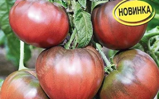 Южный Вечер