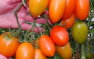 Спелые и незрелые помидоры сорта Южный загар на ветке