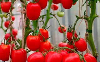 Великосветский