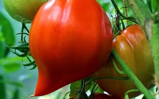 Крупный план красных и зеленых томатов на ветвях - Венера