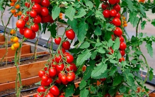 Красные томаты сорта ВЕРА на кусте