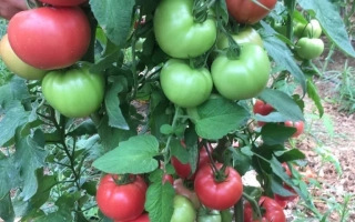 Вермиленза