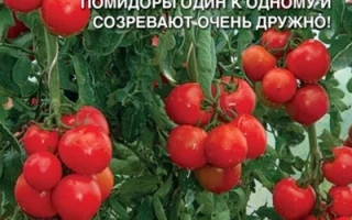 Веселая Компания