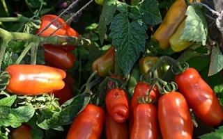 Веселый Гном