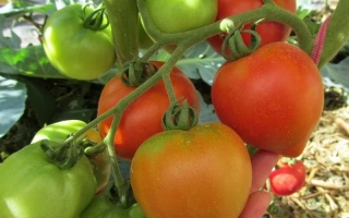 Весенняя Радость