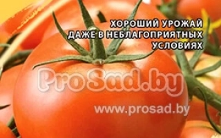Пакет семян томата FI ВІАРДО с изображением красных плодов - ВИАРДО