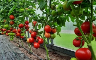 Видимо-Невидимо