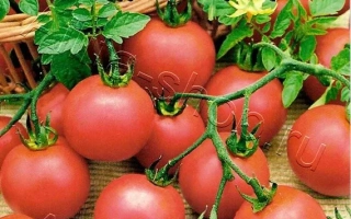 Вишенька Рожева