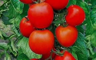 Волгоградец