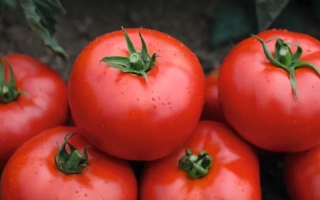 Красные помидоры на земле - ВОЛВЕРИН