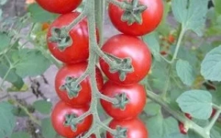 Воробушек F1