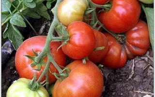 Пакет семян томата «ВОЖДЬ КРАСНОКОЖИХ F1» на фоне куста с плодами