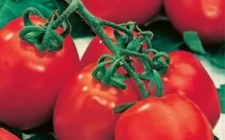 Пакет семян томата сорта ВУНДЕРКИНД