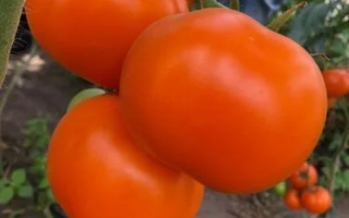 Еллоу Пешен