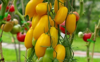 Желтая Нежность