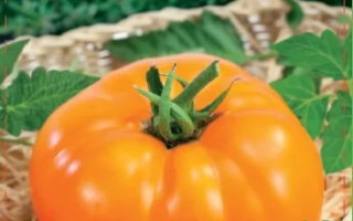 Желтый Слон