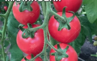 Жемчужина Малиновая