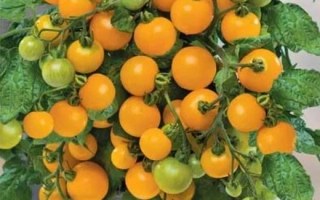 Жемчужина Оранжевая