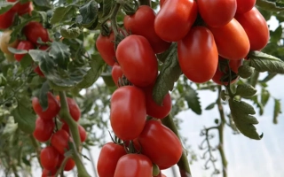 Жемчужина Сибири