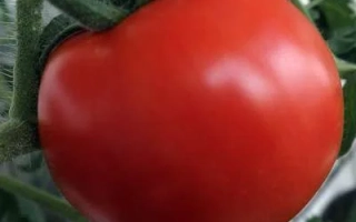 Красный томат на стебле с логотипом LeFlavor в углу - ЖИГУЛЬ