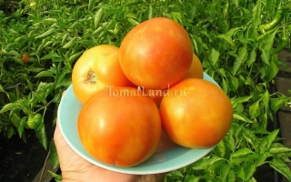 Томаты сорта Жираф на блюде на фоне зелени