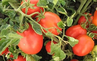 Золота хвиля