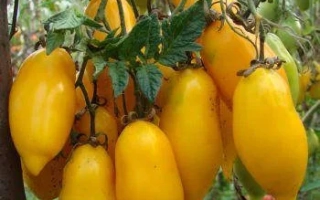 Золотая Канарейка