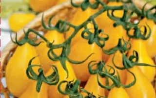 Золотая Кисть