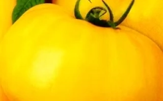 Золотая Мамочка