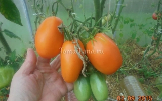 Томаты сорта ЗОЛОТАЯ ПУЛЯ на ветке в руке