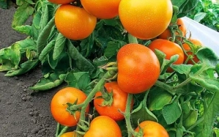 Золота Теща