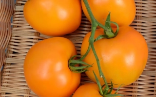 Золотце Панчева