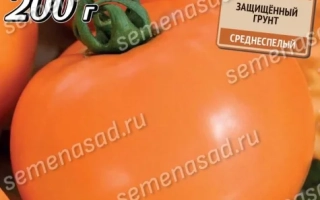 Золото Скифов