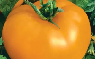 Золотой Мужичок