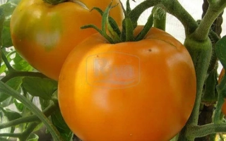 Томаты сорта ЗОЛОТОЙ ОЖАРОВСКИЙ на кусте