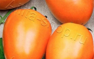 Золотий Самородок