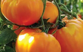 Золотой ВЕК