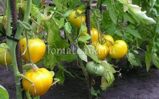 Золотые Купола