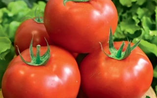 Томаты сорта Золушка на деревянной доске с зеленью