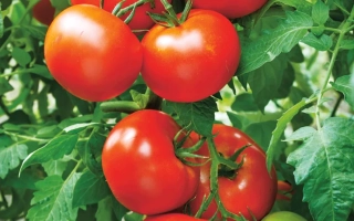 Спелые и зеленые помидоры сорта ЖОНГЛЕР на ветке