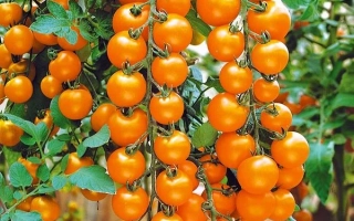 Спелые оранжевые томаты сорта Звездный дождь на лозе