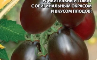 Пакет семян томата Звездочка с изображением тёмно-фиолетовых плодов