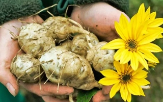 Руки держат клубни топинамбура с желтыми цветами на фоне - Успих