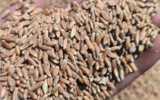 Аристократ