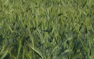 Поле тритикале Булат харьковский