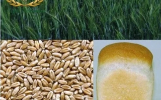 Дархлиба харьковский