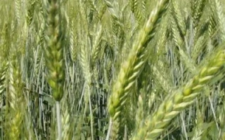 Достаток харьковский