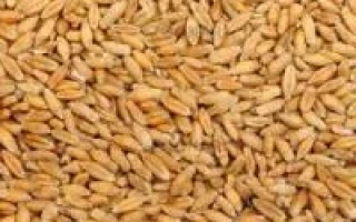 Зерно тритикале на фоне - Егор