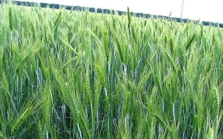 Лукашевський